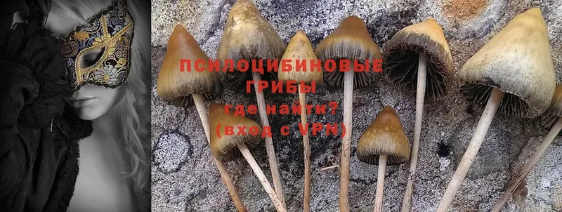 Псилоцибиновые грибы MAGIC MUSHROOMS  MEGA ССЫЛКА  Апшеронск 